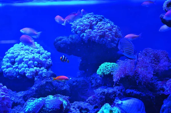 Molti Pesci Nuotano Tra Pietre Coralli Acqua Blu — Foto Stock