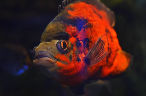 仄暗い水の底では海藻の中で浮動小数点の大きな目で怖いのオレンジ色の魚 — ストック写真