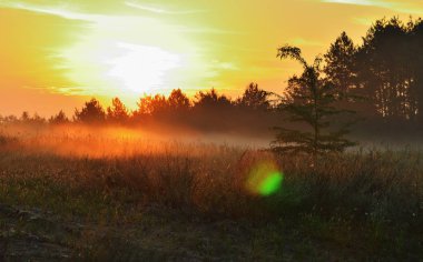 Çayır, kırmızı gökyüzü, çim ve ağaçların güneş ışığı. Şafak