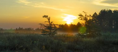 Ormanda gün batımı