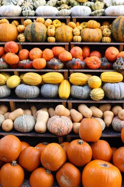 Gün batımında bahçede balkabağı sergisi.