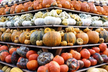 Gün batımında bahçede balkabağı sergisi.