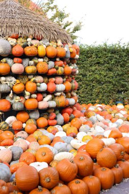 Gün batımında bahçede balkabağı sergisi.