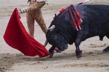 Boğa güreşçisi boğa halka yanındaki