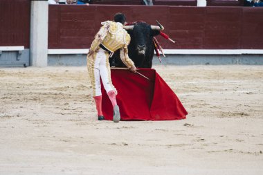 Boğa güreşçisi boğa halka yanındaki