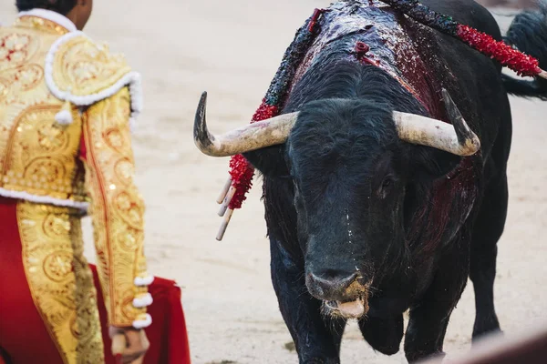 Torero Junto Toro Plaza — Foto de Stock