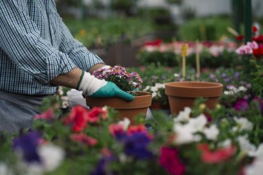Adamın elleri bitki nakli.