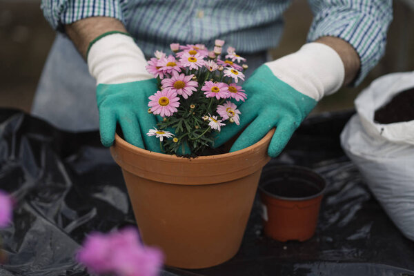 Man Hands Transplanting Plant — Stock Photo, Image