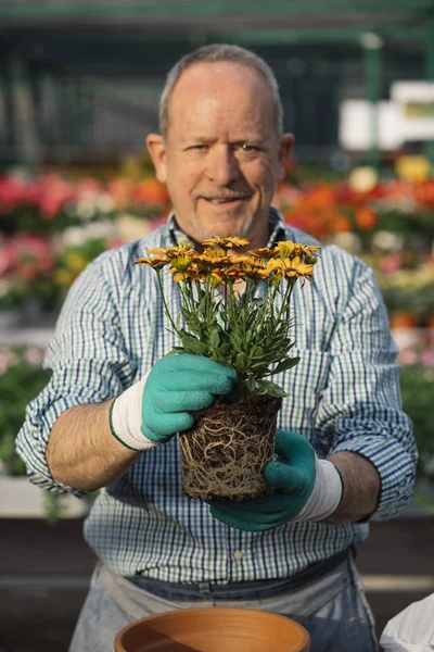 Senior Transplantarea Plantelor Fotografie de stoc