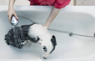 Bir köpek kenar kömür ocağı banyo