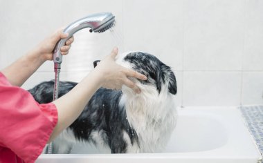 Bir köpek kenar kömür ocağı banyo