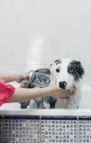 Bañar Perro Frontera Collie — Foto de Stock