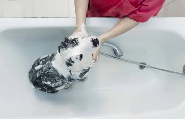 Bathing Dog Border Collie — Stock Photo, Image