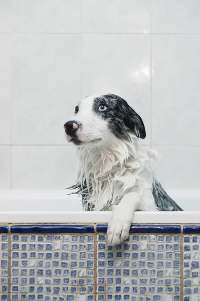 Bañar Perro Frontera Collie — Foto de Stock