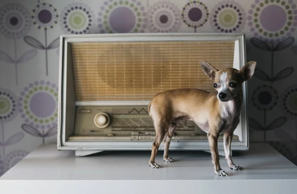 Chihuahua Perro Con Fondo Radio — Foto de Stock