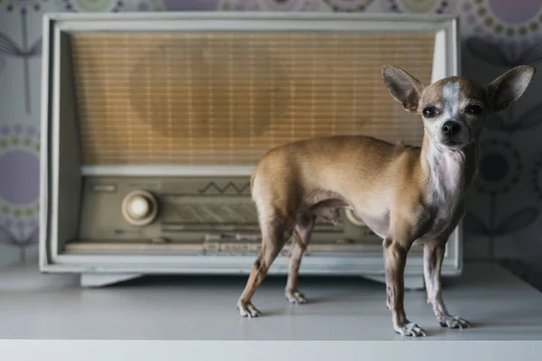 Chihuahua Perro Con Fondo Radio — Foto de Stock