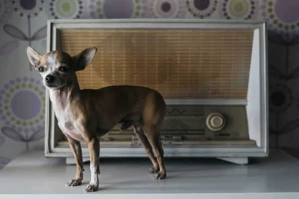 Chihuahua Perro Con Fondo Radio — Foto de Stock