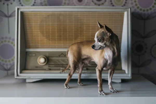 Chihuahua Perro Con Fondo Radio — Foto de Stock