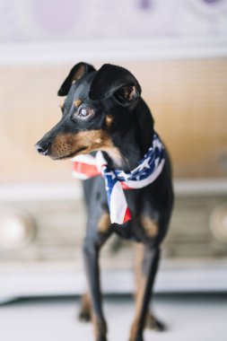 küçük köpek bir radyo arka plan ve Amerikan eşarp
