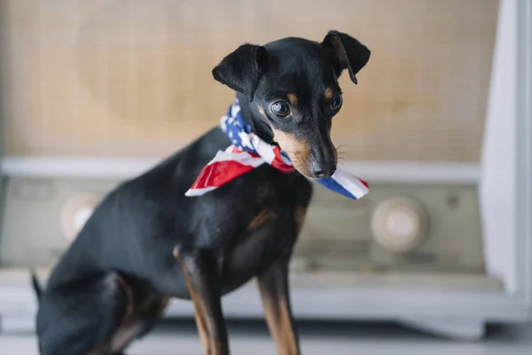 Pequeño Perro Con Fondo Radio Bufanda Americana — Foto de Stock