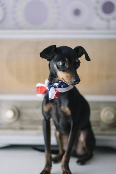 Pequeño Perro Con Fondo Radio Bufanda Americana — Foto de Stock