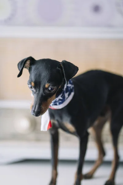 Pequeño Perro Con Fondo Radio Bufanda Americana — Foto de Stock