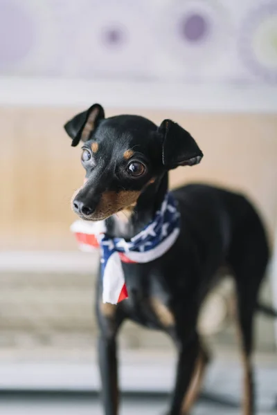 Pequeño Perro Con Fondo Radio Bufanda Americana — Foto de Stock