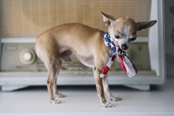 Chihuahua Perro Con Fondo Radio Bufanda Americana — Foto de Stock