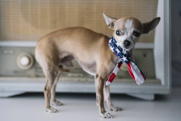 Chihuahua Perro Con Fondo Radio Bufanda Americana — Foto de Stock
