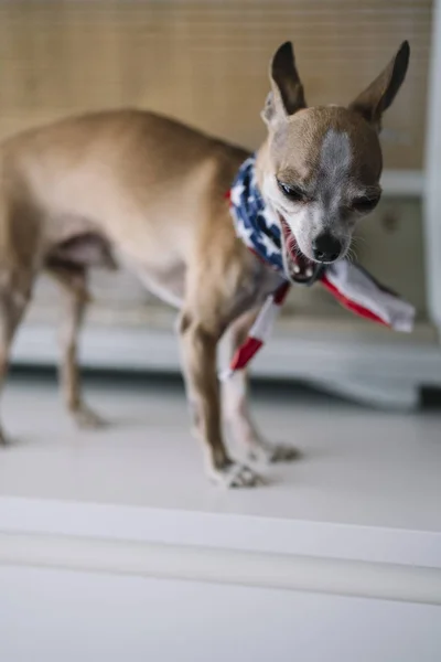 Chihuahua Perro Con Fondo Radio Bufanda Americana — Foto de Stock