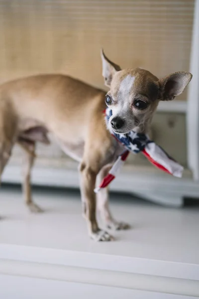 Chihuahua Perro Con Fondo Radio Bufanda Americana — Foto de Stock