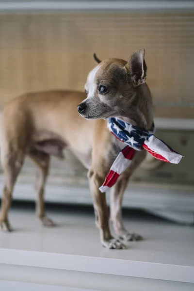 Chihuahua Perro Con Fondo Radio Bufanda Americana — Foto de Stock