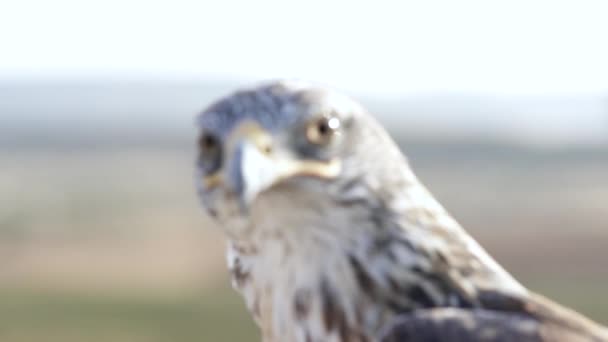 Schattig Hawk Zat Een Boomstam — Stockvideo