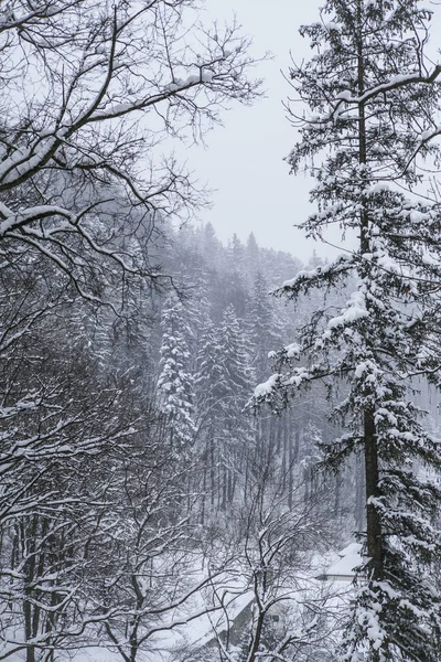 Pins Enneigés Paysage Neige — Photo