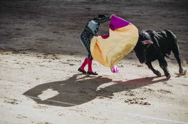 İspanyol boğa güreşi. Öfkeli boğa boğa güreşçisi saldırıları