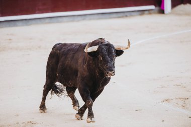 Arenada çalışan boğa mücadele. Bullring. Toro bravo
