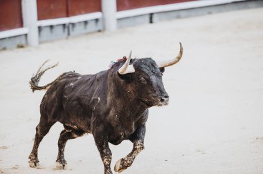 Arenada çalışan boğa mücadele. Bullring. Toro bravo