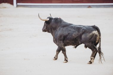 Arenada çalışan boğa mücadele. Bullring. Toro bravo