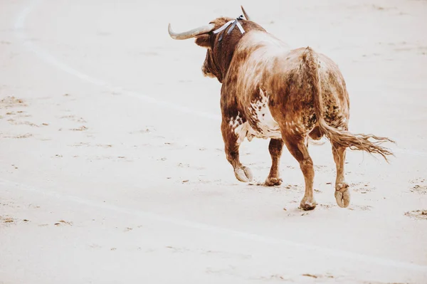 Taureau Combattant Courant Dans Arène Des Arènes Toro Bravo — Photo