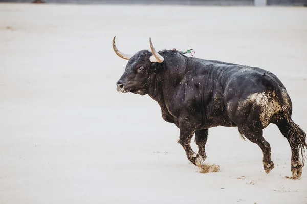 Stier Arena Uitgevoerd Plaza Toros Toro Bravo — Stockfoto