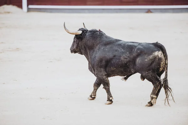 アリーナで実行されている雄牛を戦い 闘牛場 ブラボー — ストック写真