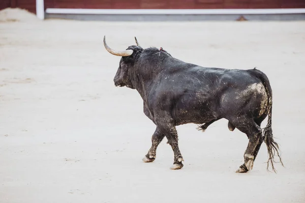 Taureau Combattant Courant Dans Arène Des Arènes Toro Bravo — Photo