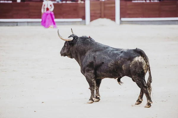 Stier Arena Uitgevoerd Plaza Toros Toro Bravo — Stockfoto