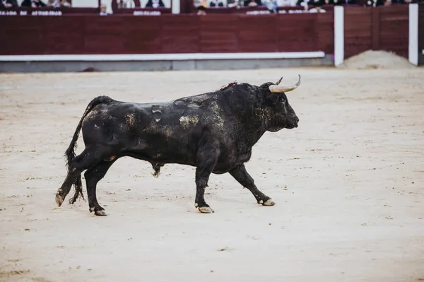 Fighting bull running in the arena. Bullring. Toro bravo