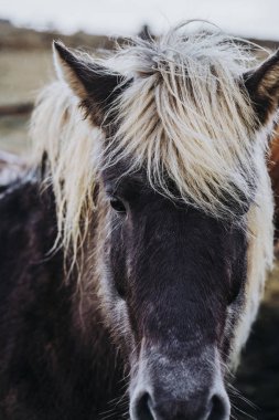 İzlanda'daki Vadisi'nde güzel otlayan atlar