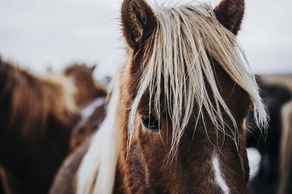 Belos Cavalos Pastoreio Valley Islândia — Fotografia de Stock