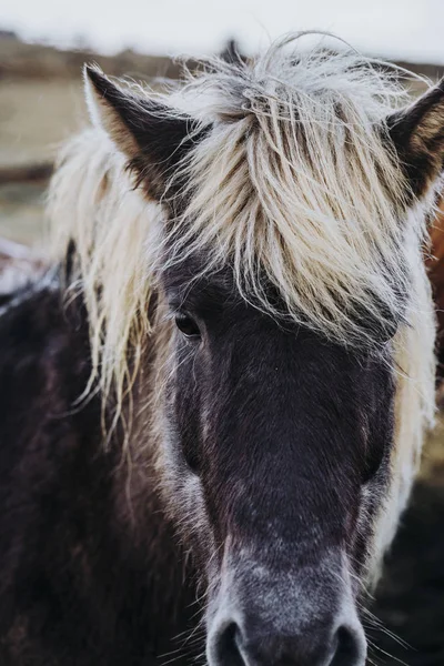 Beaux Chevaux Pâturage Dans Vallée Islande — Photo