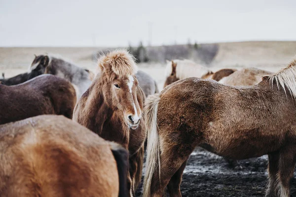 Bellissimi Cavalli Pascolo Nella Valle Islanda — Foto Stock