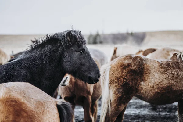 Prachtige Grazende Paarden Vallei Ijsland — Stockfoto
