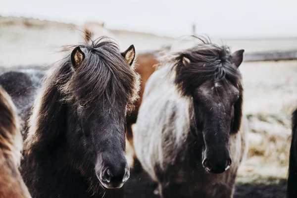 Belos Cavalos Pastoreio Valley Islândia — Fotografia de Stock